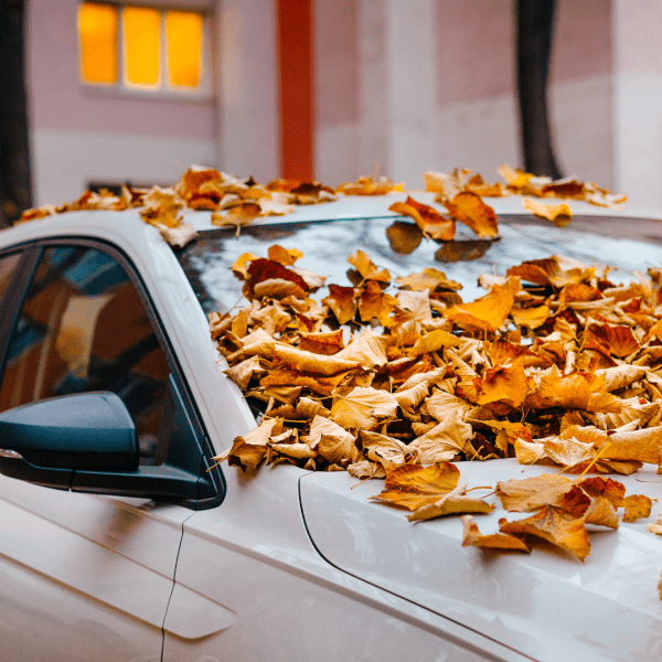 VOITURE CHUTE DE FEUILLE